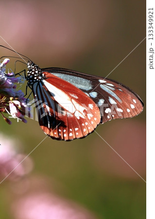 香北に飛来したアサギマダラ 133349921