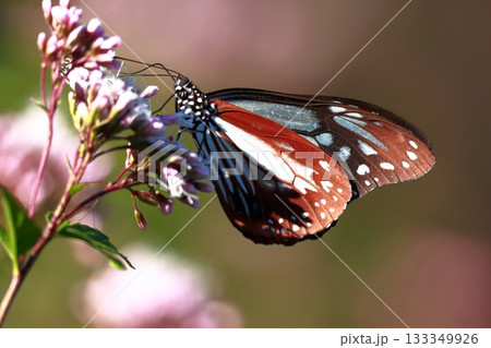 香北に飛来したアサギマダラ 133349926