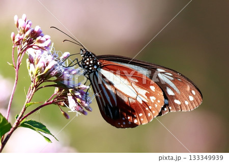 香北に飛来したアサギマダラ 133349939