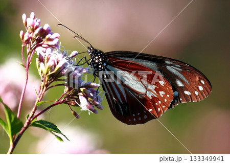 香北に飛来したアサギマダラ 香北に飛来したアサギマダラ 133349941