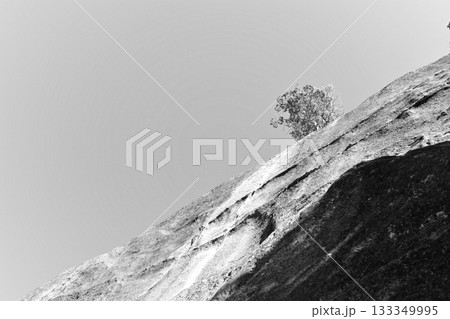 岩と枯れ木 133349995