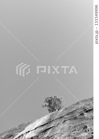 岩と枯れ木 133349996