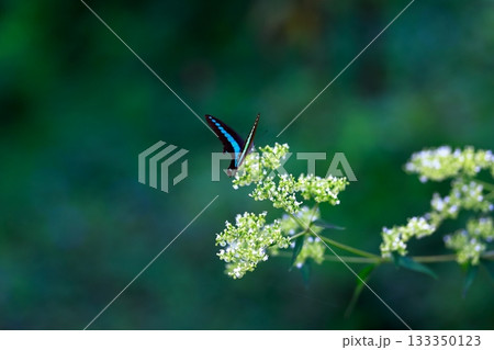 蜜を吸うアオスジアゲハ 蜜を吸うアオスジアゲハ 133350123