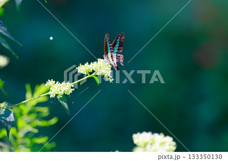 蜜を吸うアオスジアゲハ 133350130