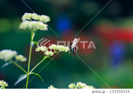 蜜を吸うアオスジアゲハ 蜜を吸うアオスジアゲハ 133350133