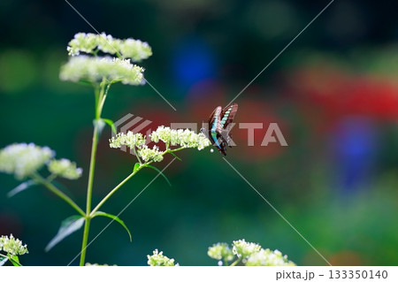 蜜を吸うアオスジアゲハ 133350140