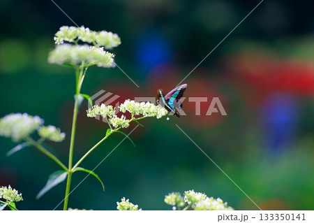 蜜を吸うアオスジアゲハ 蜜を吸うアオスジアゲハ 133350141