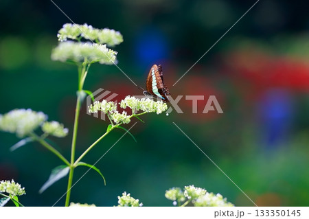 蜜を吸うアオスジアゲハ 133350145