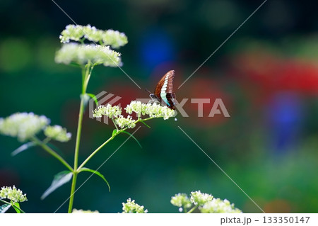 蜜を吸うアオスジアゲハ 133350147