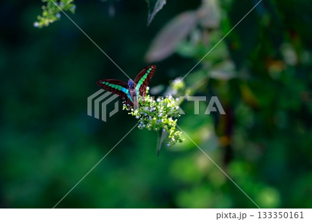 蜜を吸うアオスジアゲハ 133350161