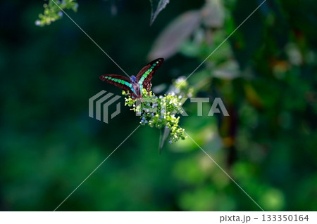 蜜を吸うアオスジアゲハ 133350164