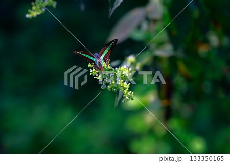 蜜を吸うアオスジアゲハ 133350165