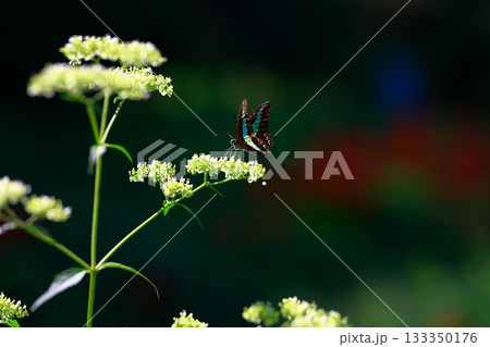 蜜を吸うアオスジアゲハ 133350176