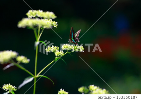 蜜を吸うアオスジアゲハ 133350187