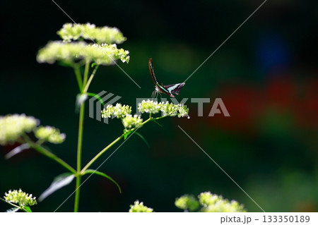 蜜を吸うアオスジアゲハ 133350189