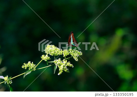 蜜を吸うアオスジアゲハ 133350195