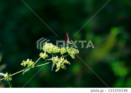 蜜を吸うアオスジアゲハ 133350196