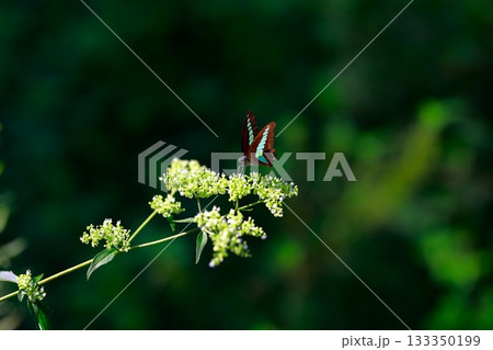 蜜を吸うアオスジアゲハ 133350199