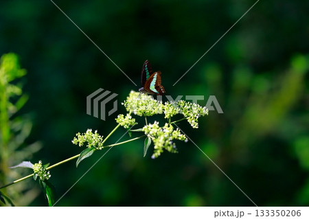 蜜を吸うアオスジアゲハ 133350206