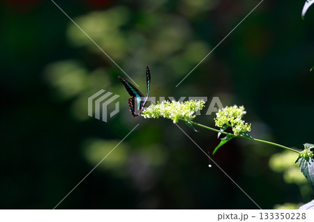 蜜を吸うアオスジアゲハ 133350228