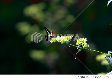 蜜を吸うアオスジアゲハ 133350229