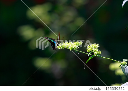 蜜を吸うアオスジアゲハ 133350232