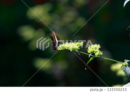 蜜を吸うアオスジアゲハ 133350233