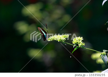 蜜を吸うアオスジアゲハ 133350235