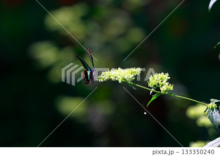蜜を吸うアオスジアゲハ 133350240