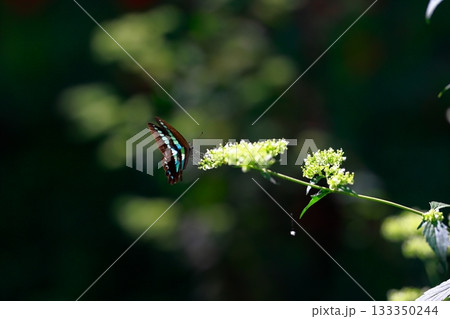 蜜を吸うアオスジアゲハ 133350244