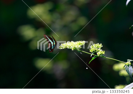 蜜を吸うアオスジアゲハ 133350245