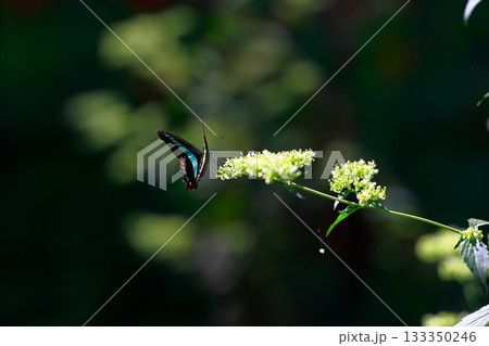 蜜を吸うアオスジアゲハ 133350246