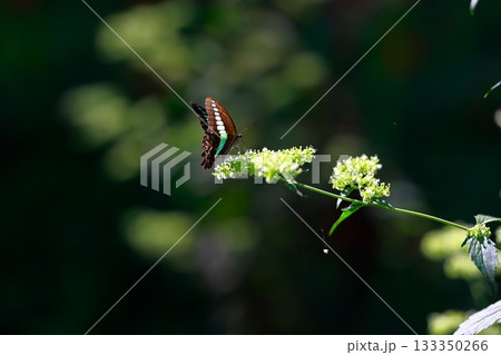 蜜を吸うアオスジアゲハ 133350266