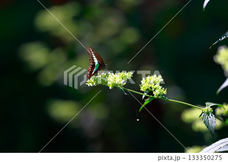 蜜を吸うアオスジアゲハ 蜜を吸うアオスジアゲハ 133350275