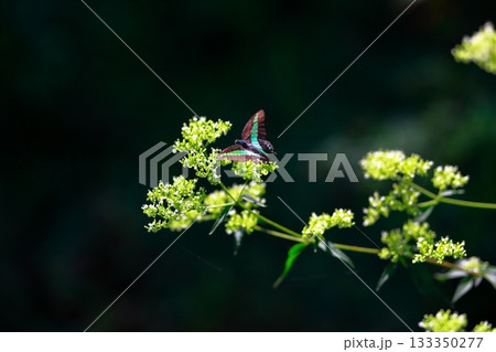 蜜を吸うアオスジアゲハ 133350277