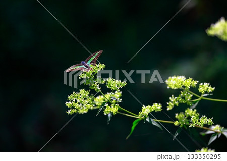 蜜を吸うアオスジアゲハ 133350295