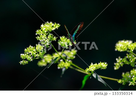 蜜を吸うアオスジアゲハ 133350314