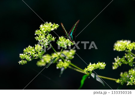 蜜を吸うアオスジアゲハ 133350316