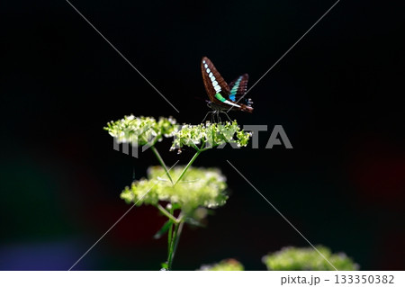 蜜を吸うアオスジアゲハ 133350382