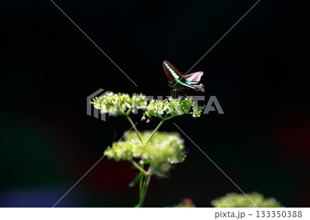 蜜を吸うアオスジアゲハ 133350388