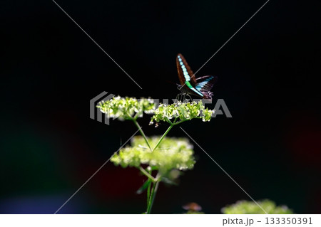 蜜を吸うアオスジアゲハ 蜜を吸うアオスジアゲハ 133350391
