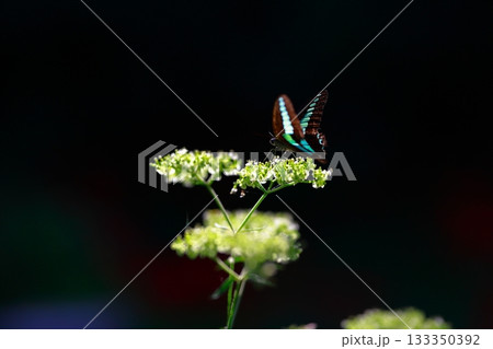 蜜を吸うアオスジアゲハ 蜜を吸うアオスジアゲハ 133350392