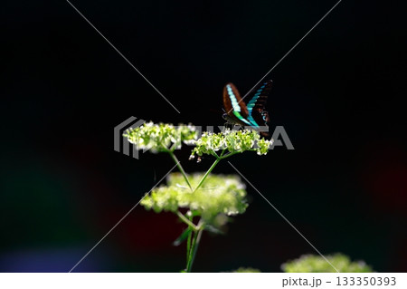 蜜を吸うアオスジアゲハ 蜜を吸うアオスジアゲハ 133350393