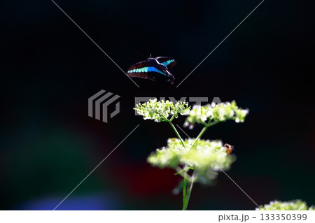 蜜を吸うアオスジアゲハ 133350399