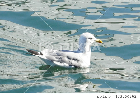 東京に来たカモメ(冬鳥) 東京に来たカモメ(冬鳥) 133350562