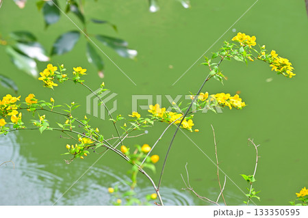ヤマブキの花 鎌北湖湖畔 ヤマブキの花 鎌北湖湖畔 133350595