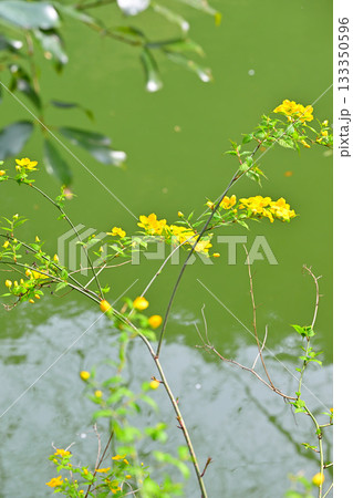 ヤマブキの花 鎌北湖湖畔 ヤマブキの花 鎌北湖湖畔 133350596