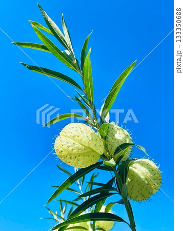 青い空とフウセントウワタの実 133350688