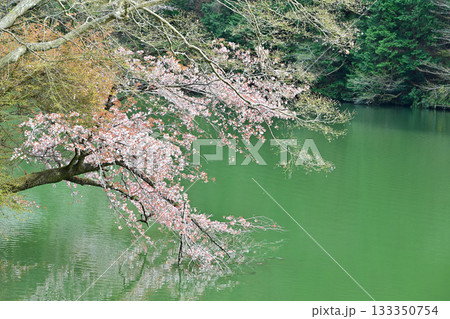 湖畔を彩る桜　鎌北湖　　　　　　 133350754