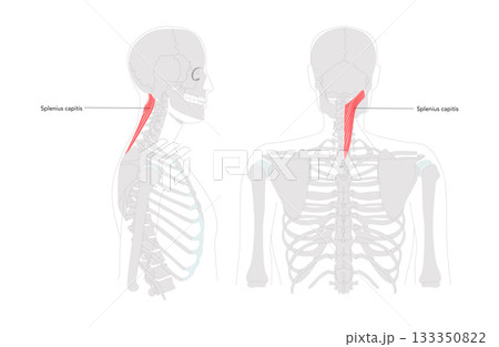 Splenius capitis - Posterior neck muscle depicted in detailed labeled chart, extends, rotates, and laterally flexes the head, Splenius capitis - Posterior neck muscle depicted in detailed labeled chart, extends, rotates, and laterally flexes the head, 133350822